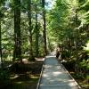 trail_of_cedars