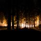 tree_fire
